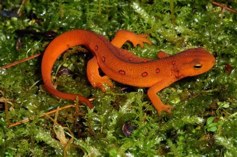Red-spotted Newt - Virginia Herpetological Society - muktibox.com