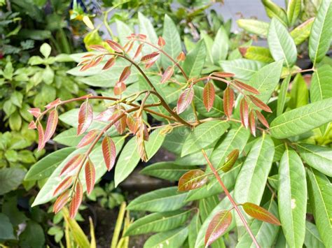 Reddish Brown Foliage royalty-free images - Shutterstock - raincitystudios.com