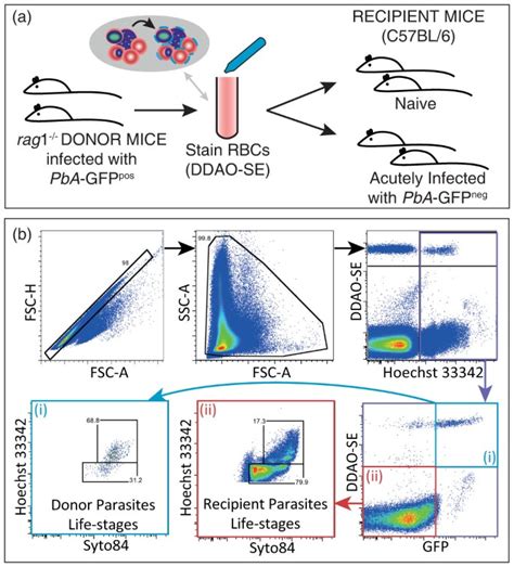 Reduced erythrocyte survival following clearance of malarial ... - wintechmobiles.com