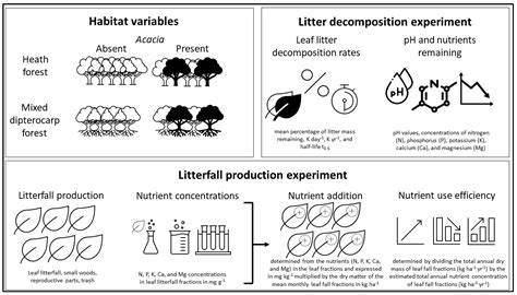 Reduced litterfall and decomposition alters nutrient cycling following ... - raincitystudios.com