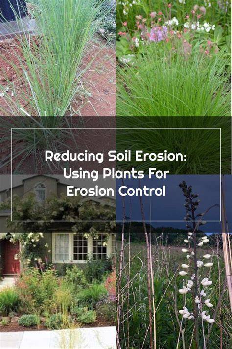 Reducing Erosion with Native Plants - U.S. National … - raincitystudios.com