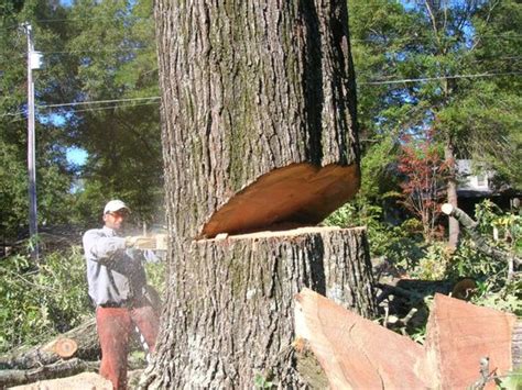 REDWOOD TREE SERVICE - Cabot, Arkansas - Tree Services - Yelp