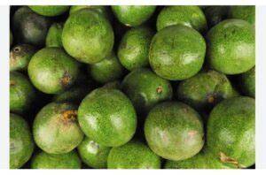 Reed Avocados: Origin, Characteristics, Availability - raincitystudios.com