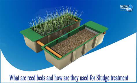 Reed Beds for Sludge Dewatering and Stabilization - SSWM - raincitystudios.com