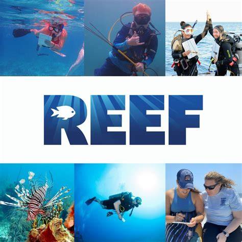 Reef Environmental Education Foundation | Conserving … - raincitystudios.com