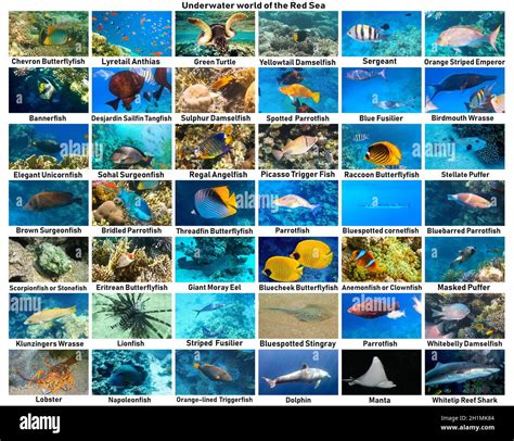 Reef Fish Identification - Florida Department of Environmental Protection - muktibox.com