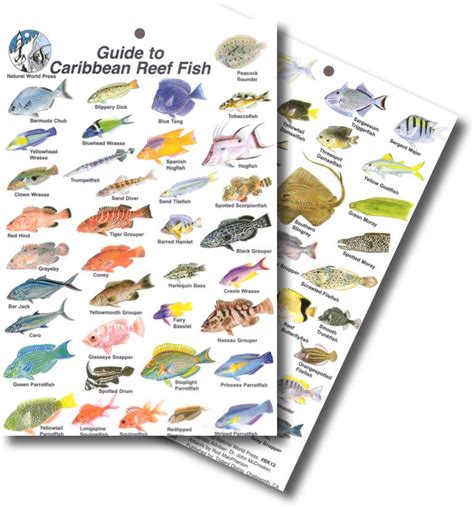 Reef Fish Online Identification Guide | Snorkeling Report - muktibox.com