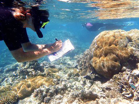 REEF Marine Education & Conservation Internship … - raincitystudios.com