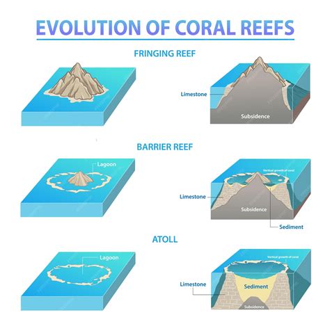 Reef Types - muktibox.com