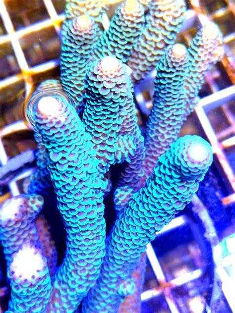 ReefTech | Technology for Marine Conservation - raincitystudios.com