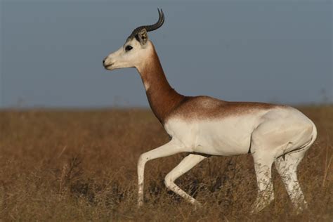 Reflecting On A Year Of Conservation Success - muktibox.com