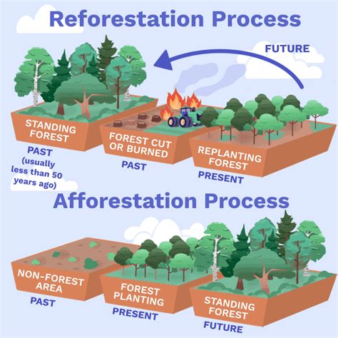 Reforest Better: Guide to Effective Reforestation - raincitystudios.com