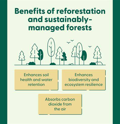 Reforestation: A Scientifically Validated Climate Change Solution - raincitystudios.com