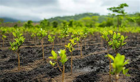 Reforestation: Purposes, Impact, & Methods Of … - raincitystudios.com