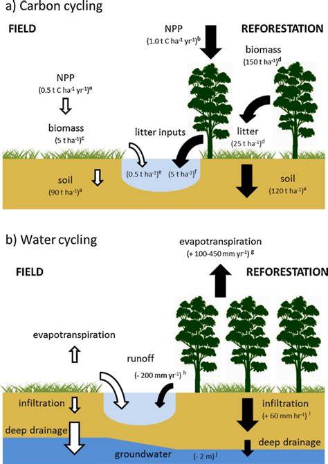 Reforestation And Water Management: Restoring … - raincitystudios.com