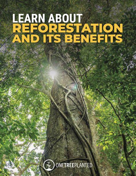 Reforestation Basics - MIT - Massachusetts Institute of Technology - raincitystudios.com