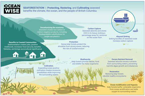 Reforestation In Coastal Areas: Protecting Shorelines … - raincitystudios.com