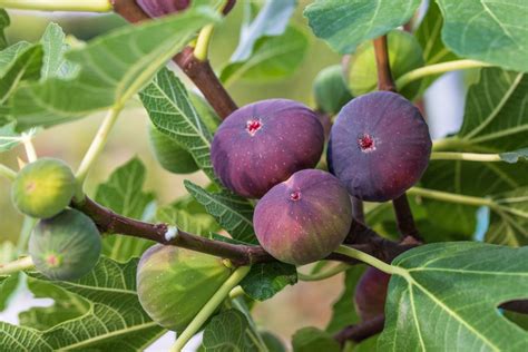 Reforesting with Figs - Natural History of Ecological … - raincitystudios.com