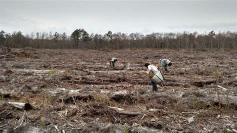 Reforesting Your Timberland: Basics - Green Hill Land … - raincitystudios.com