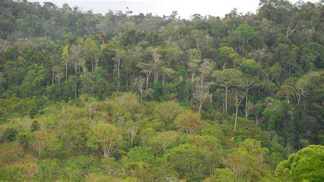 Regenerasi alami hutan tropis dinilai jadi solusi efektif hadapi ... - MSN - raincitystudios.com