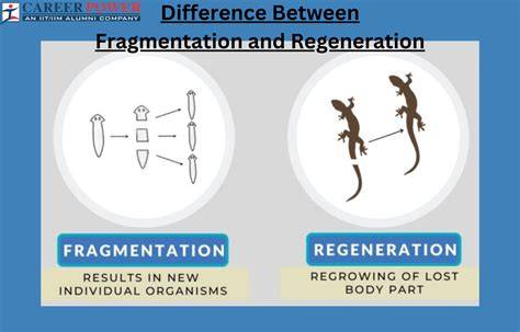 Regeneration | Forest management | Forest Information … - raincitystudios.com