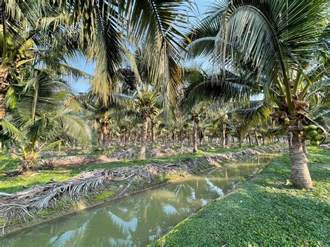 Regenerative Farming: An opportunity for better livelihoods of coconut ... - raincitystudios.com