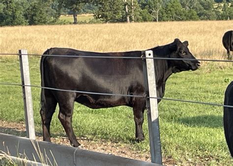 REGISTERED BLACK ANGUS BRED HEIFERS - farm