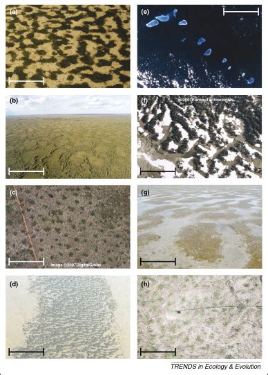 Regular pattern formation in real ecosystems - ScienceDirect - wintechmobiles.com