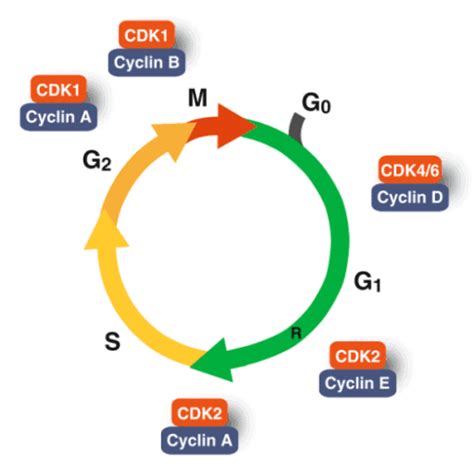 REGULASI SIKLUS SEL - Semantic Scholar - muktibox.com