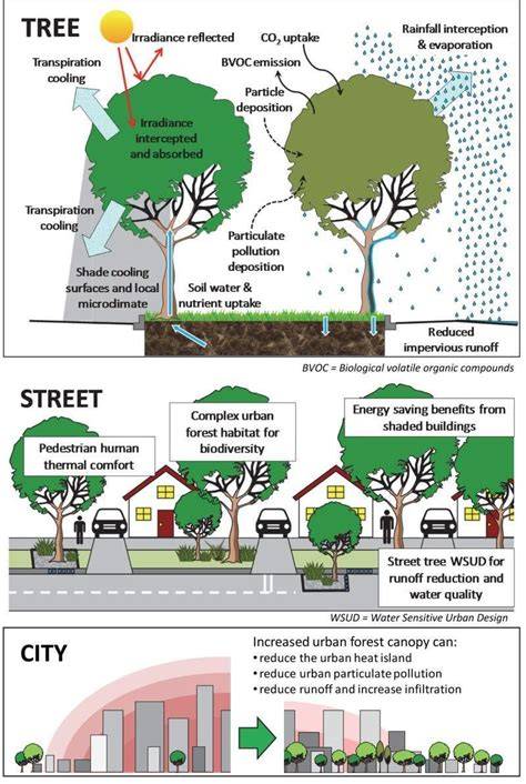 Regulating effects of urban forest canopy on microclimate - raincitystudios.com