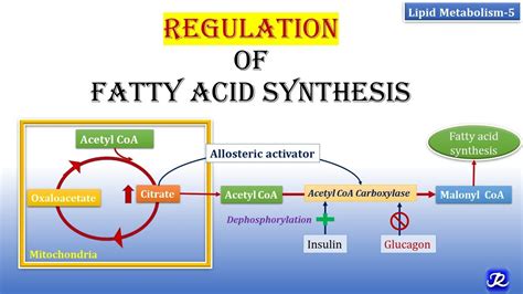 Regulation of cholesterol and fatty acid synthesis - PubMed - muktibox.com