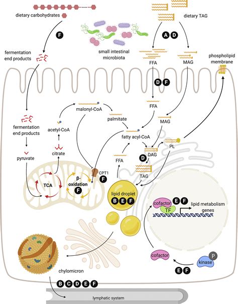 Regulation of intestinal lipid metabolism: current concepts and ... - muktibox.com