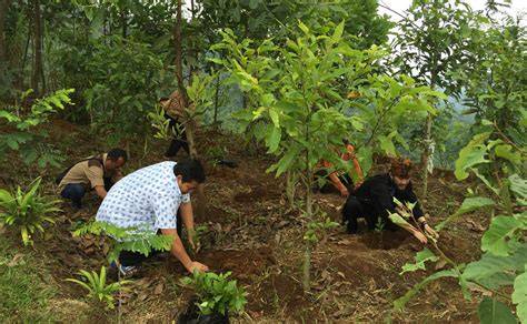 Rehabilitasi Hutan dan Lahan - raincitystudios.com