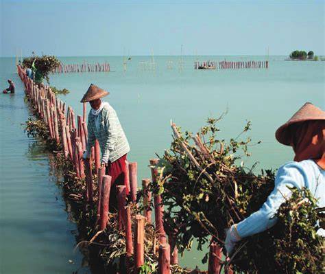 Rehabilitation of mangrove coast Demak, Indonesia - Ecoshape - raincitystudios.com
