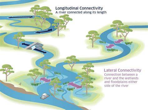 Reinstating longitudinal ecological connectivity in major river ... - raincitystudios.com