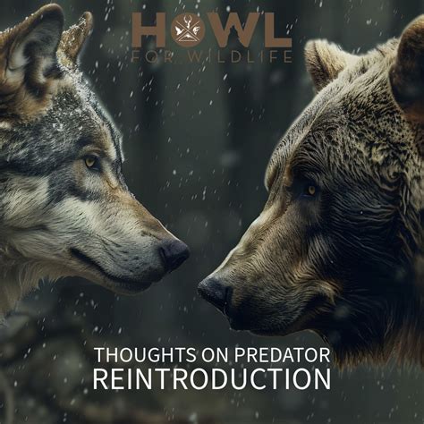 Reintroduction of the Top Predator - Education - raincitystudios.com