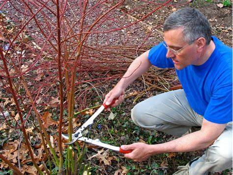Rejuvenation Pruning Red Twig Dogwood - Gardening … - raincitystudios.com