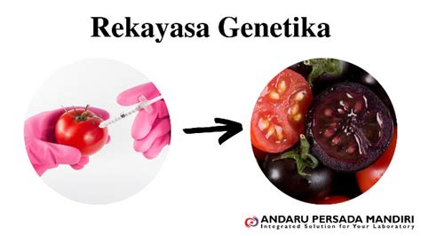 REKAYASA GENETIKA - muktibox.com