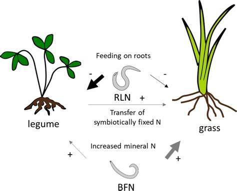Relationships of bacterial-feeding nematodes, phosphatase-producing ... - raincitystudios.com