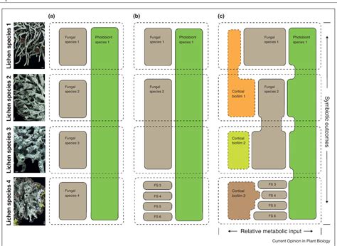 Relative symbiont input and the lichen symbiotic outcome - raincitystudios.com
