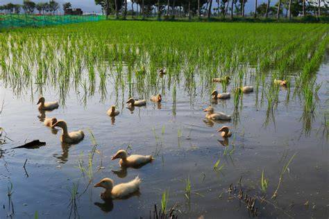 Release of ducks on rice fields | Download Scientific Diagram - raincitystudios.com