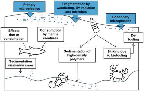 Remediation of Marine Pollutants for Biorefinery Innovations - raincitystudios.com