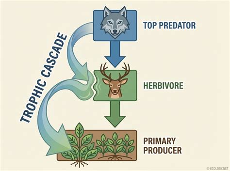 Removal of an apex predator initiates a trophic cascade that extends ... - raincitystudios.com