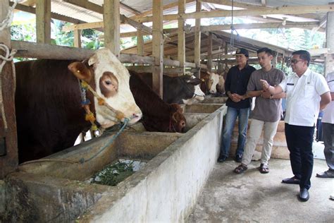 Rencana Bisnis Pengemukan Sapi Modern - coolestguyplanet.net