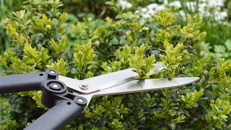 Renovation | PDF | Pruning | Coffee - raincitystudios.com