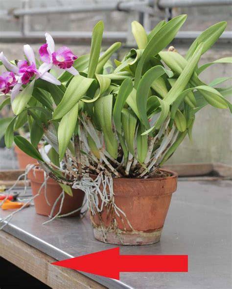 Repotting Cattleya & Other Sympodial Orchids - Missouri Botanical Garden - raincitystudios.com