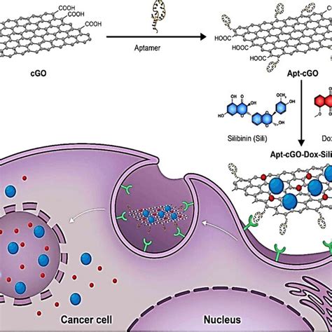 Representative image of drug delivery system. cGO: carboxylated ... - wintechmobiles.com