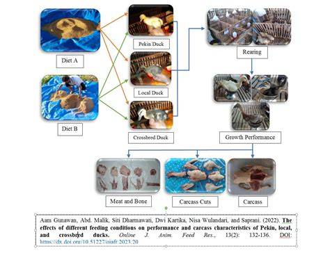 Reproduction and growth characteristics of ducks and local white ... - raincitystudios.com