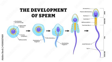 Reproductive Development and Structure - OpenEd … - muktibox.com