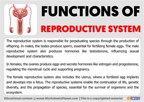 Reproductive System: Facts, Functions & Diseases - muktibox.com